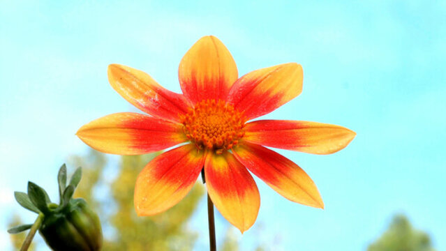 太陽花
