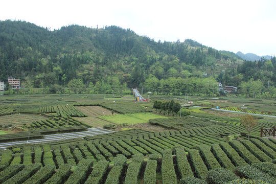 茶園