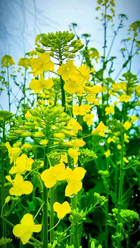 油菜花