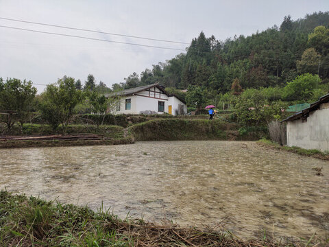 雨中的南方水田