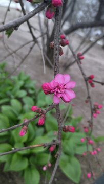 桃花