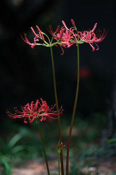 石蒜花