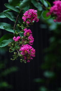 紫薇花