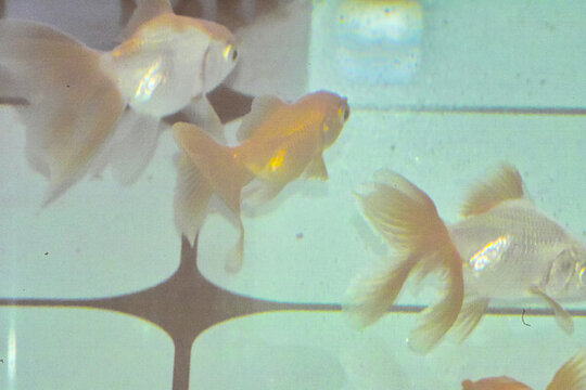 中國金魚特寫