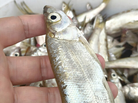 鮮美小雜魚