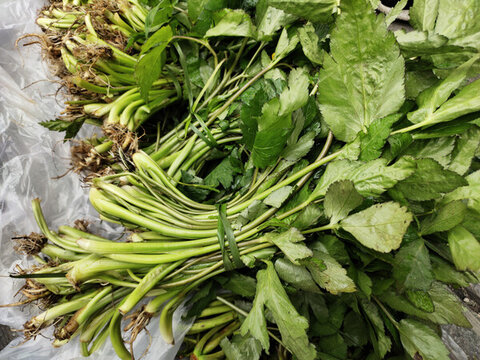 鴨腳板野菜