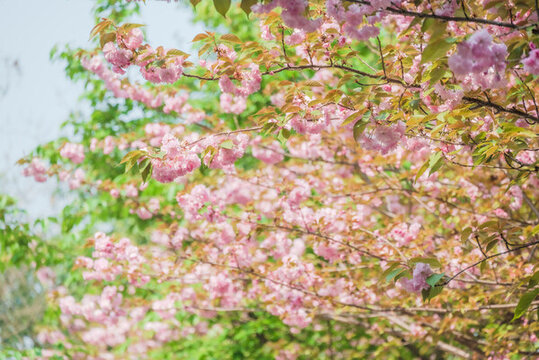 櫻花