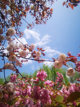 櫻花