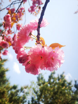 櫻花