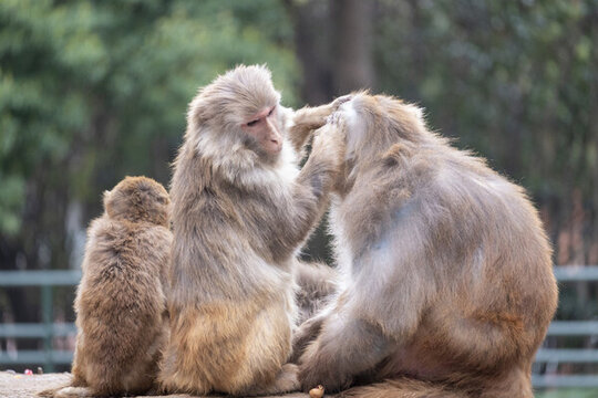 動物園獼猴