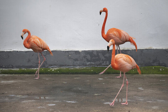 動(dòng)物園火烈鳥