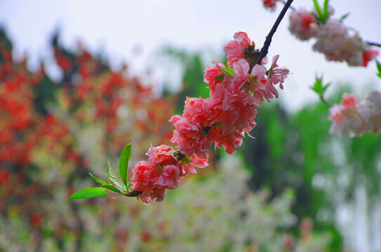 桃花