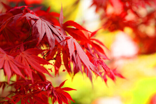 紅楓葉