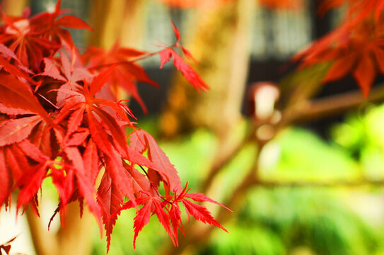 紅楓樹