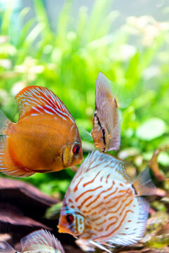 七彩神仙魚