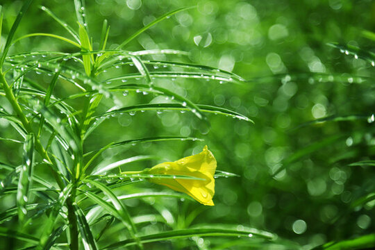 绿叶水珠下雨谷雨雨后黄花