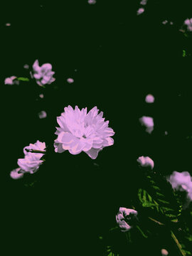 黑色背景下盛开的白菊花棣棠花