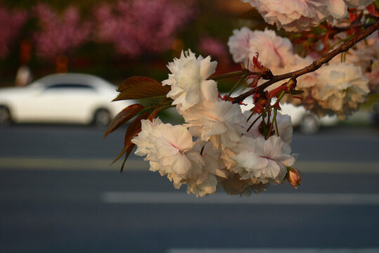 櫻花