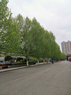城市風(fēng)景樹城市綠化