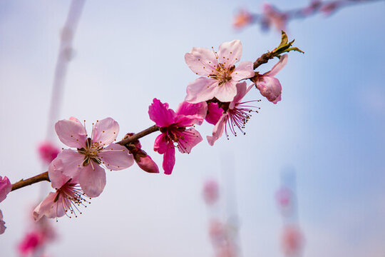 高清桃花圖片