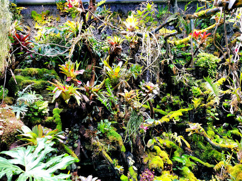 室內(nèi)微景觀植物老樁