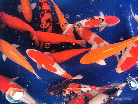 錦鯉