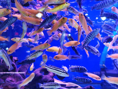 熱帶溫水魚