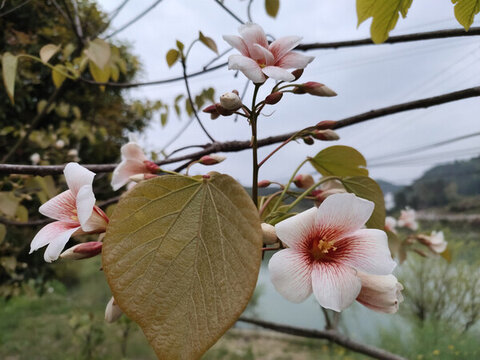 油桐花特寫