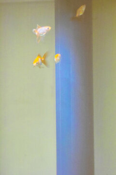 金魚戲水