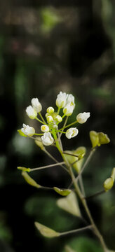 薺菜花