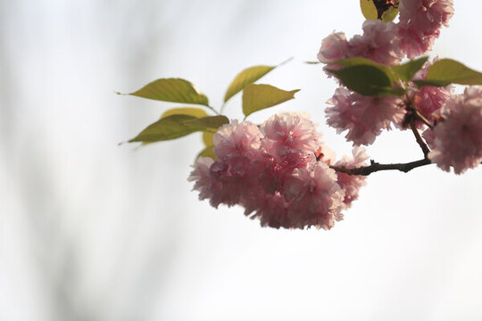 櫻花樹
