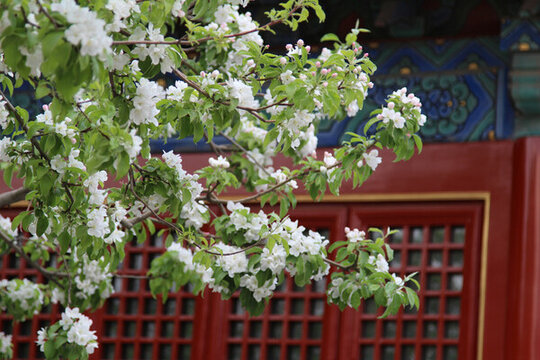 智化寺海棠