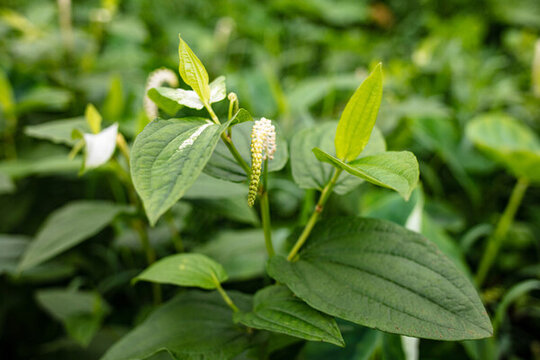 三白草