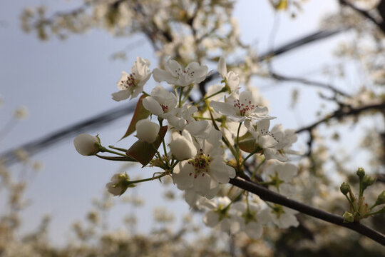 櫻花