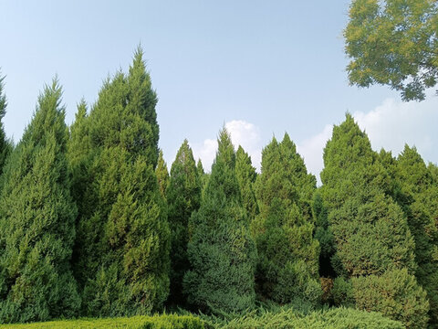 柏樹