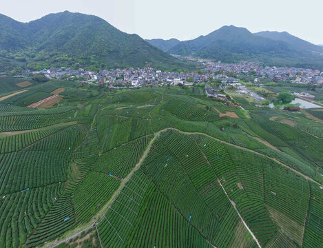 茶園與鄉(xiāng)村航拍