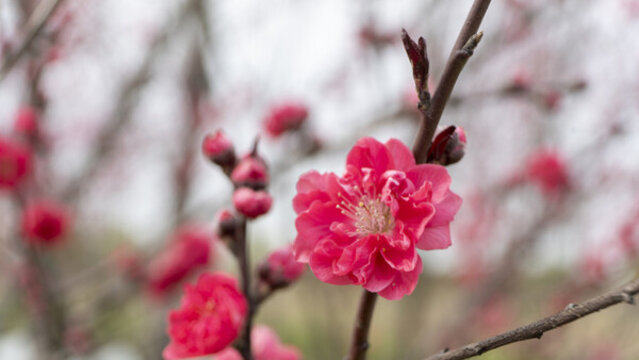 迎春花