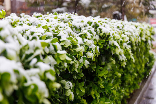 雪中的綠植