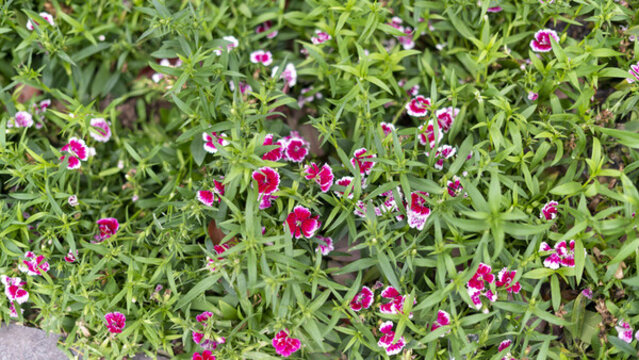 迎春花