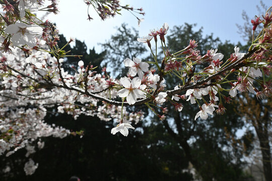 櫻花