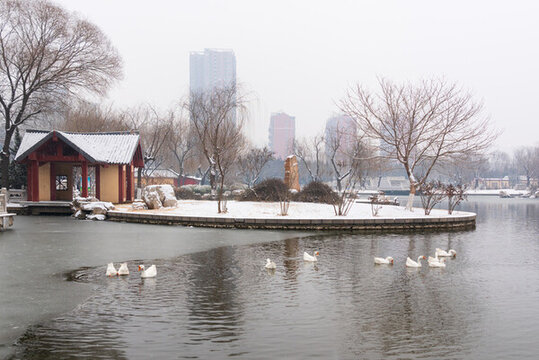 雪后趙苑鵝戲水