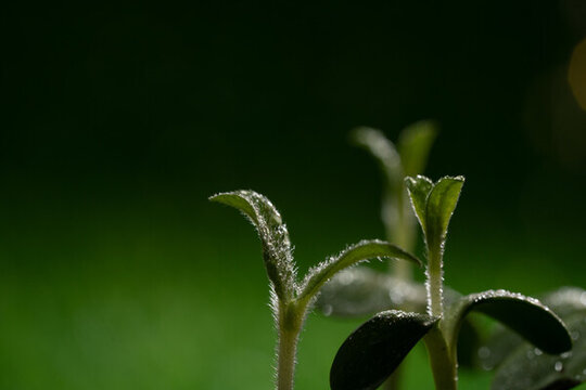 立春水滴植物