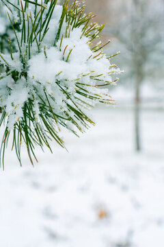 松枝積雪