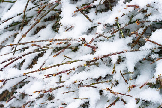 樹(shù)枝落雪