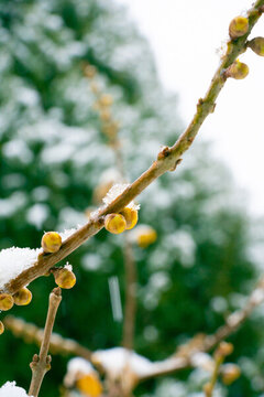 臘梅落雪