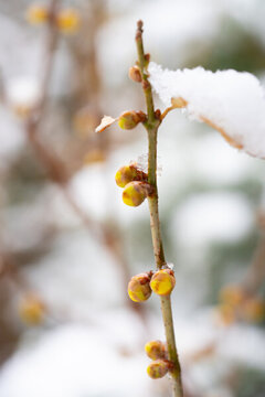 臘梅落雪