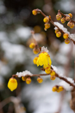 臘梅落雪