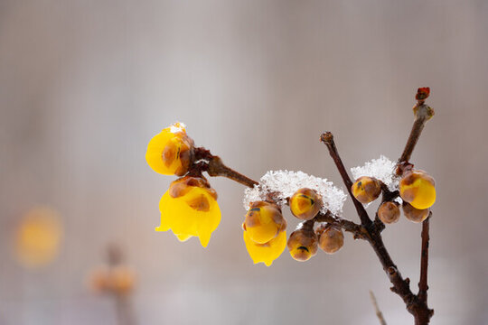 白雪臘梅