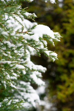 積雪樹(shù)枝