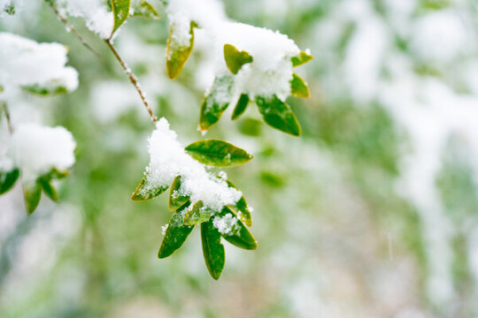 積雪樹枝